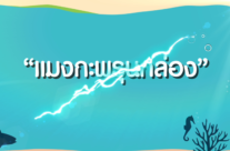 แมงกระพรุนกล่อง